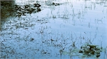 weeds 3.jpg
